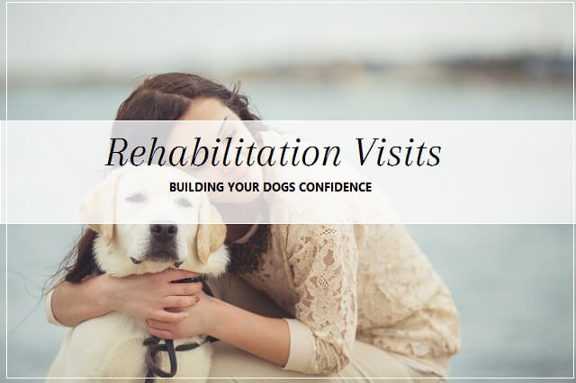 Rehabilitation services at pooch Dog Spa