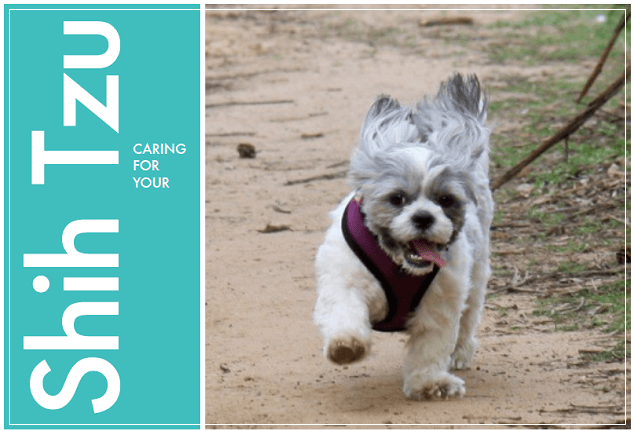Shih Tzu Guide