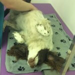 Super relaxed hair styling at pooch Dog Spa