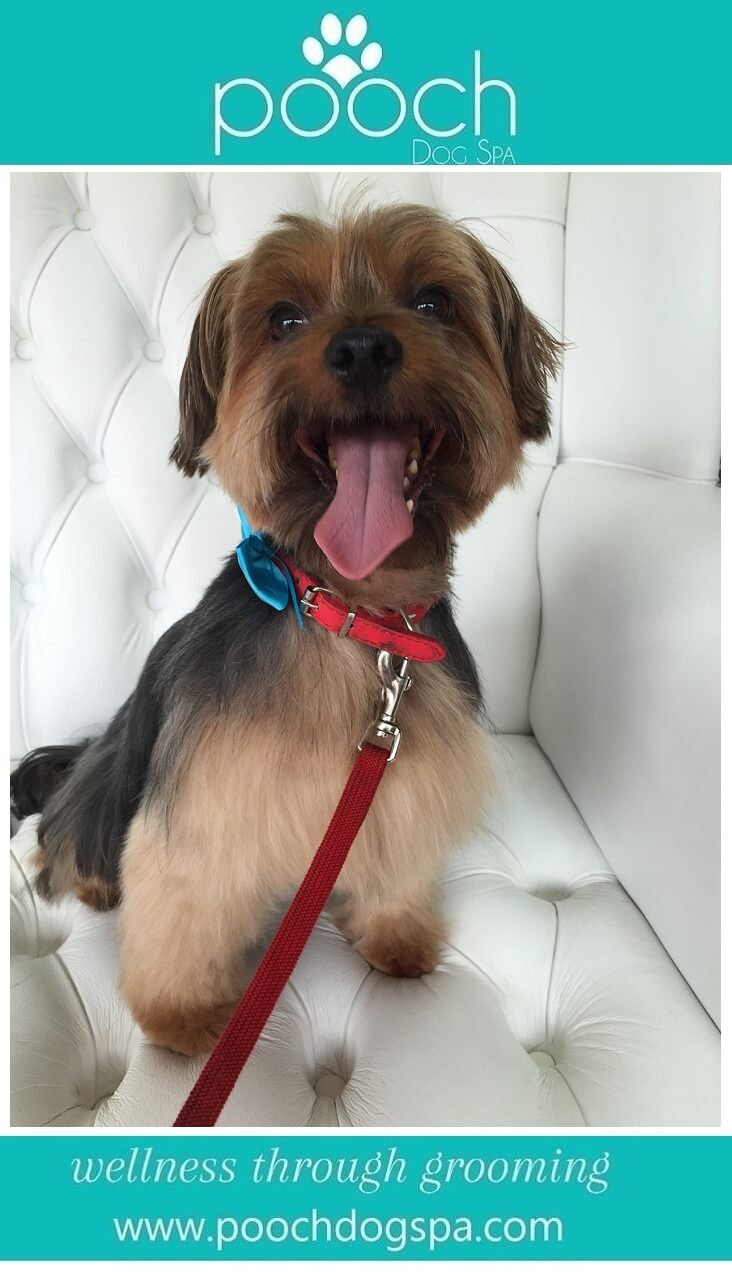 Yorkshire-Terrier-grooming.jpeg