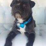 Pug Tzu grooming at pooch Dog Spa