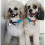 Chinese Crested Power Puff grooming at pooch Dog Spa