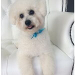 Bichon Frise grooming at pooch Dog Spa