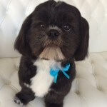Shih Tzu grooming at pooch Dog Spa
