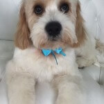 Cavashon grooming at pooch Dog Spa