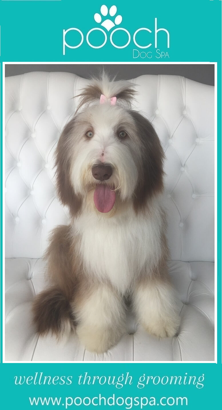 bearded-collie-grooming.jpeg
