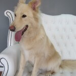 German Shepherd grooming at pooch Dog Spa