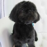 Shih Tzu grooming at pooch Dog Spa