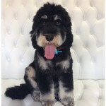 Teddy bear style grooming at pooch Dog Spa