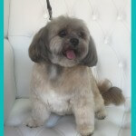 Shih Tzu grooming at pooch Dog Spa