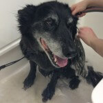 Aromatherapy hydro massage bath at pooch Dog Spa