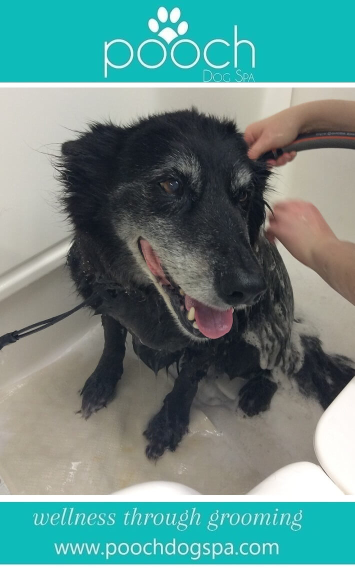 dog-bath.jpeg