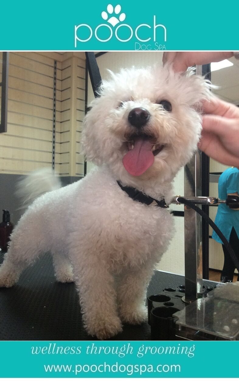 happy-bichon.jpeg