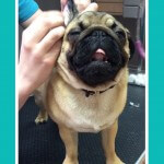Aromatherapy ear cleanse at pooch Dog Spa