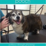 Happy hair drying at pooch Dog Spa