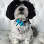 Lhasa Apso grooming at pooch Dog Spa