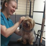 Relaxed ear cleaning at pooch Dog Spa