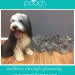 De-shedding treatment at pooch Dog Spa