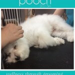 Very relaxed ear plucking at pooch Dog Spa