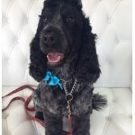 Spaniel grooming at pooch Dog Spa