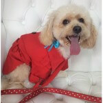 Cavashon grooming at pooch Dog Spa