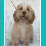 Cockapoo grooming at pooch Dog Spa