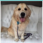 Golden Retriver grooming at pooch Dog Spa