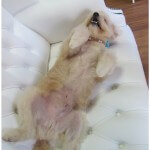 Relaxing after a treatment at pooch Dog Spa