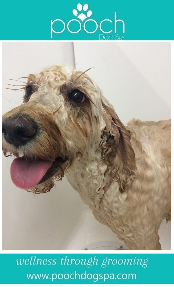dog-bath.jpeg