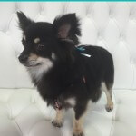 Pomeranian grooming at pooch Dog Spa