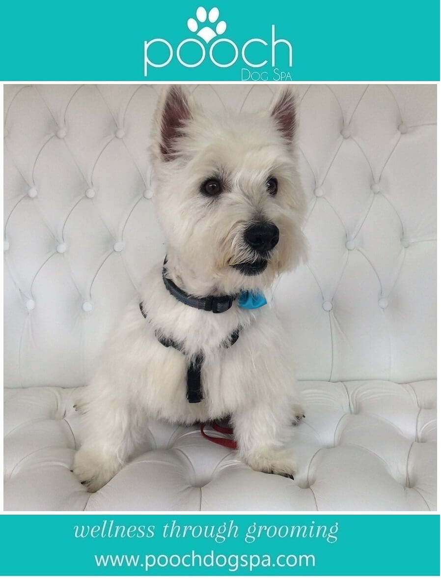 West-Highland-Terrier-grooming.jpeg