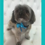 Shih Tzu grooming at pooch Dog Spa