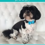 Shih Tzu grooming at pooch Dog Spa