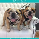 Bulldog grooming at pooch Dog Spa