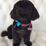 Shih Tzu grooming at pooch Dog Spa