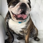 Bulldog grooming at pooch Dog Spa