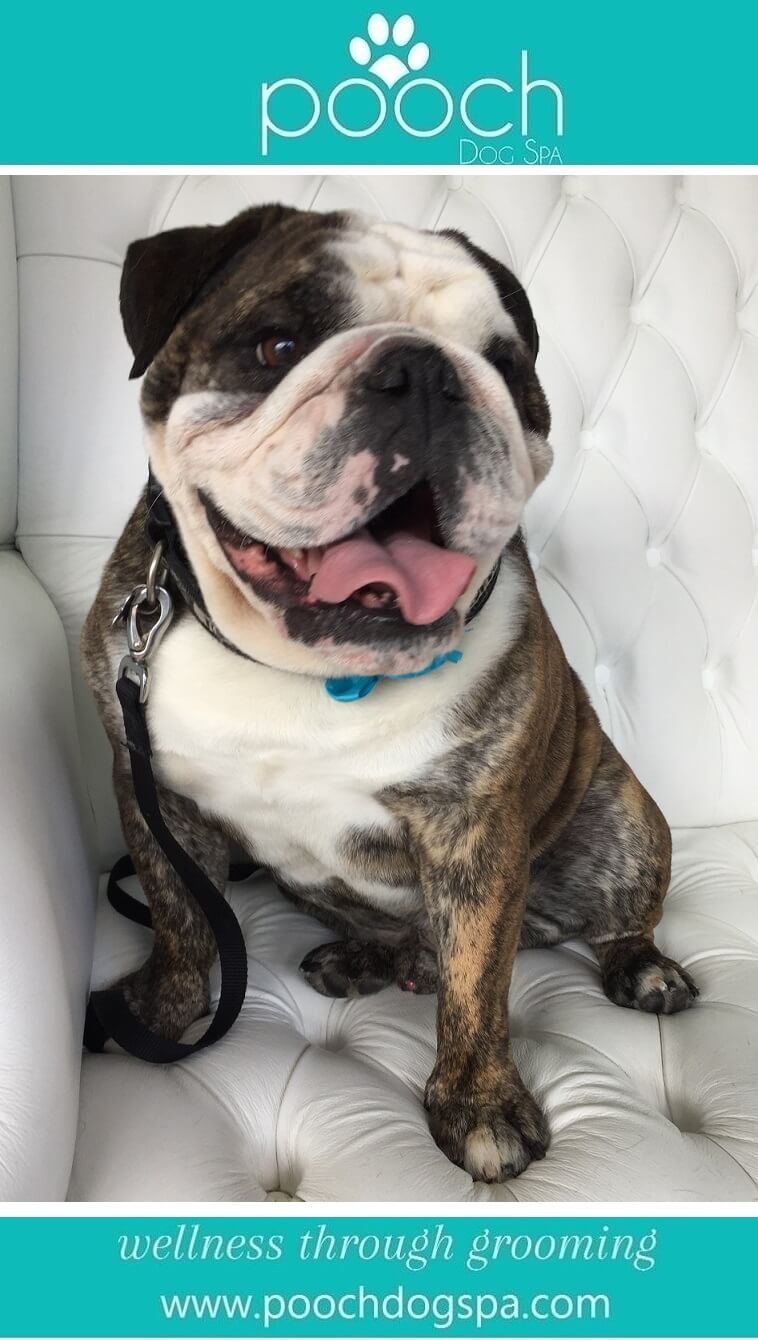 Bulldog-grooming.jpeg