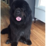 Newfoundland grooming at pooch Dog Spa