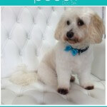 Cavashon grooming at pooch Dog Spa