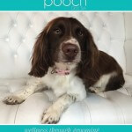 Spaniel grooming at pooch Dog Spa