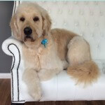 Labradoodle grooming at pooch Dog Spa
