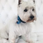 West Highland Terrier grooming at pooch Dog Spa