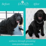 Spaniel grooming at pooch Dog Spa