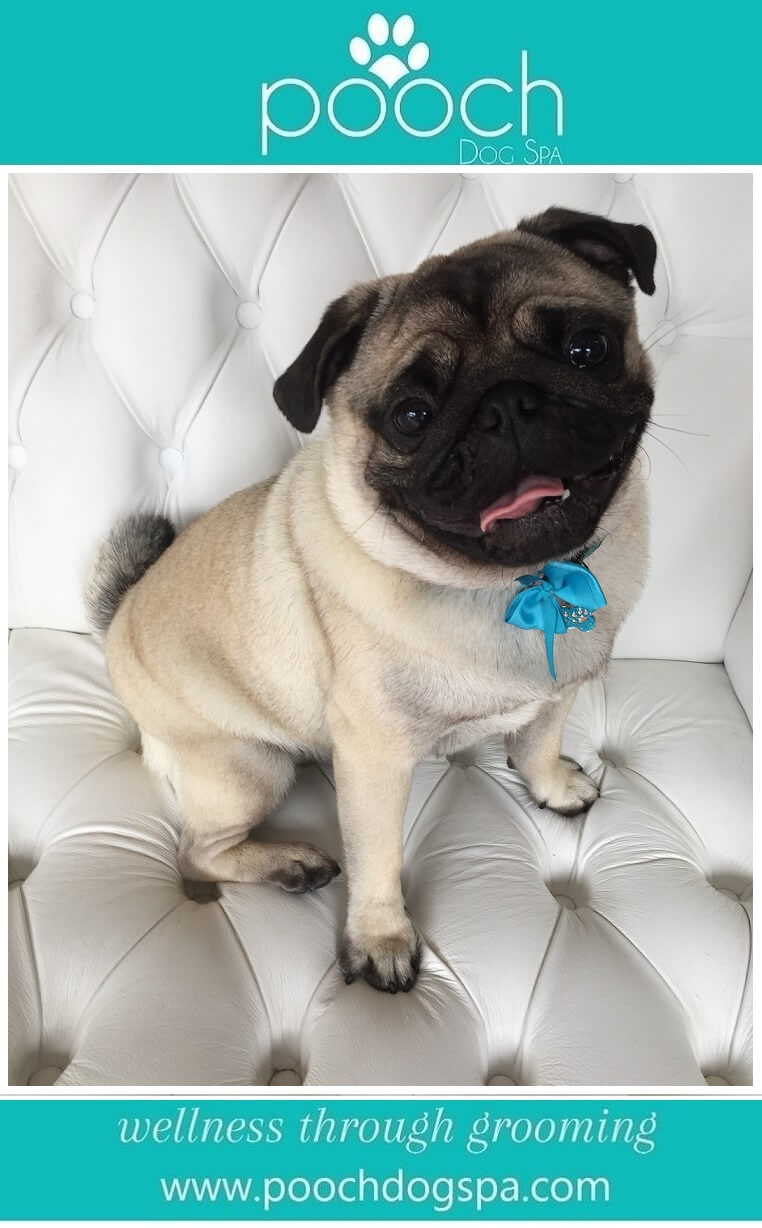 Pug-grooming.jpeg