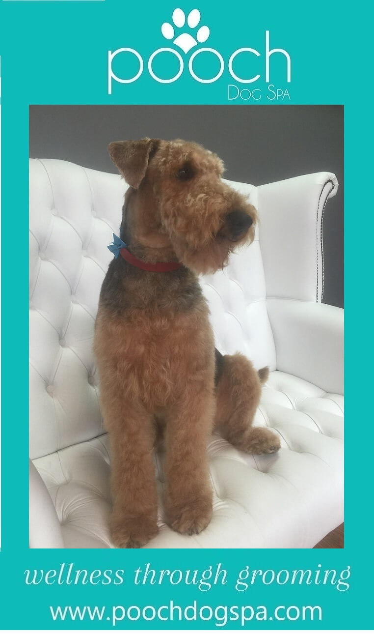 Airedale-Terrier-grooming.jpeg