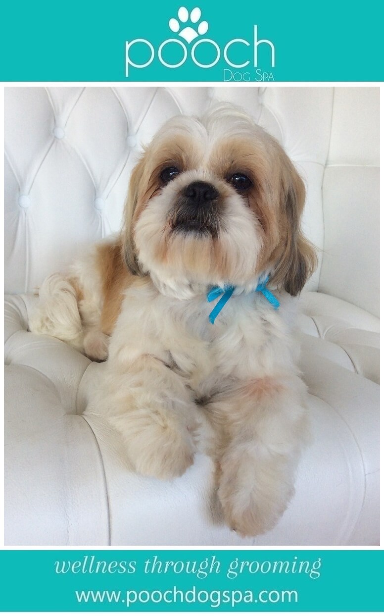 Shih-Tzu-grooming.jpeg