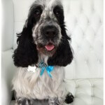 Spaniel grooming at pooch Dog Spa