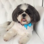 Shih Tzu grooming at pooch Dog Spa