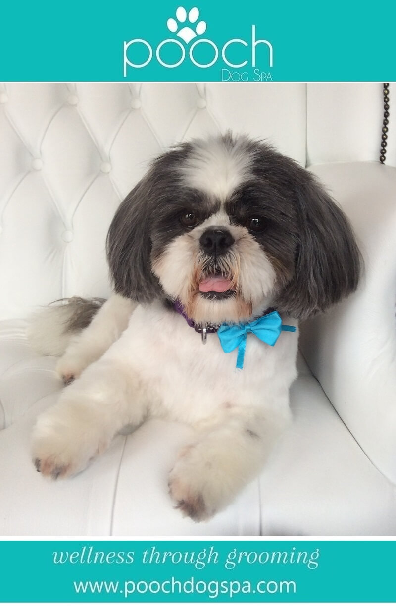Shih-Tzu grooming at pooch Dog Spa