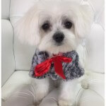 Maltese grooming at pooch Dog Spa